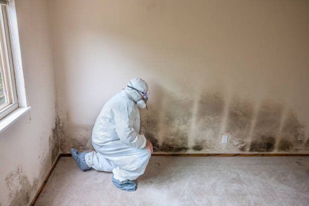 Best Residential Mold Inspection & Testing  in Water Mill, NY